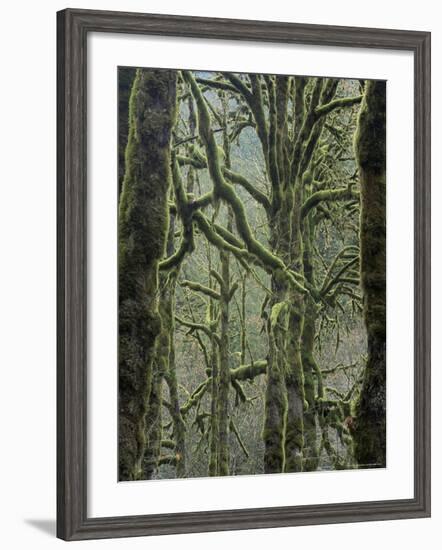 Moss Covered Maple Trees, Dosewallips Campground, Olympic National Park, Washington State, USA-Aaron McCoy-Framed Photographic Print