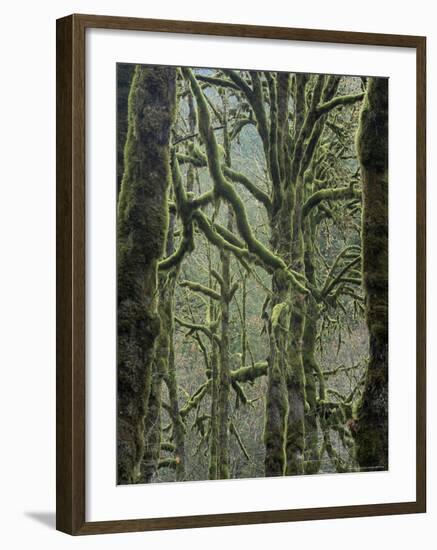 Moss Covered Maple Trees, Dosewallips Campground, Olympic National Park, Washington State, USA-Aaron McCoy-Framed Photographic Print