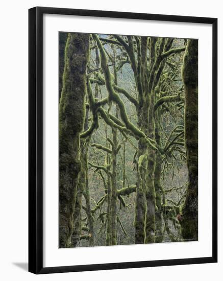 Moss Covered Maple Trees, Dosewallips Campground, Olympic National Park, Washington State, USA-Aaron McCoy-Framed Photographic Print