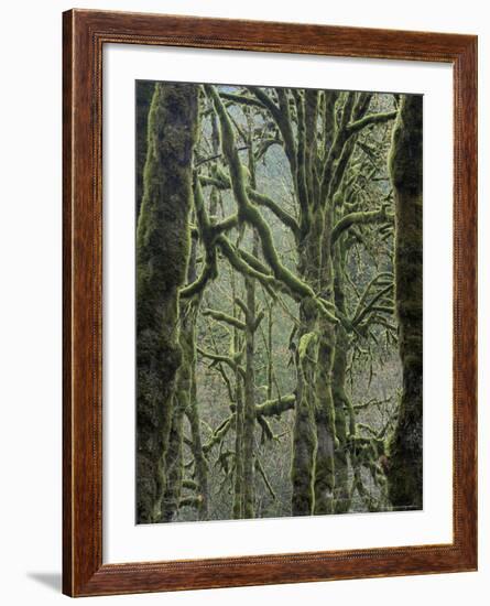 Moss Covered Maple Trees, Dosewallips Campground, Olympic National Park, Washington State, USA-Aaron McCoy-Framed Photographic Print