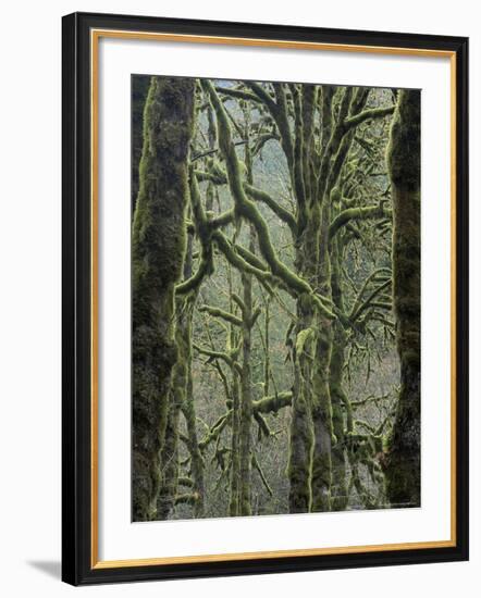 Moss Covered Maple Trees, Dosewallips Campground, Olympic National Park, Washington State, USA-Aaron McCoy-Framed Photographic Print