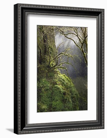 Moss-Covered Maple Trees, Oregon, USA-Jaynes Gallery-Framed Photographic Print