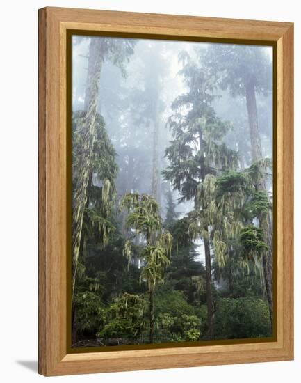 Moss Covered Old Growth Douglas Fir Trees in the Rainforest. Oregon-Christopher Talbot Frank-Framed Premier Image Canvas