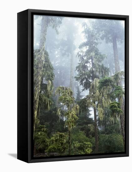 Moss Covered Old Growth Douglas Fir Trees in the Rainforest. Oregon-Christopher Talbot Frank-Framed Premier Image Canvas