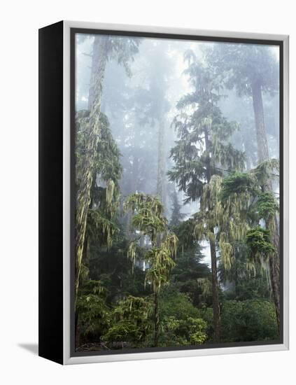 Moss Covered Old Growth Douglas Fir Trees in the Rainforest. Oregon-Christopher Talbot Frank-Framed Premier Image Canvas