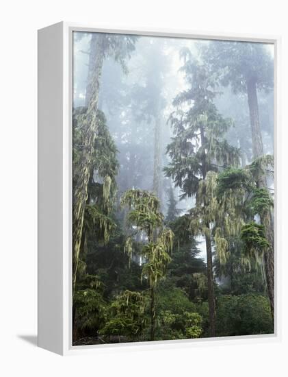 Moss Covered Old Growth Douglas Fir Trees in the Rainforest. Oregon-Christopher Talbot Frank-Framed Premier Image Canvas