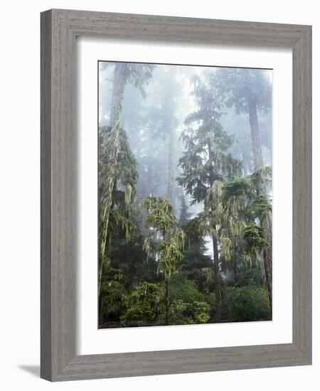 Moss Covered Old Growth Douglas Fir Trees in the Rainforest. Oregon-Christopher Talbot Frank-Framed Photographic Print