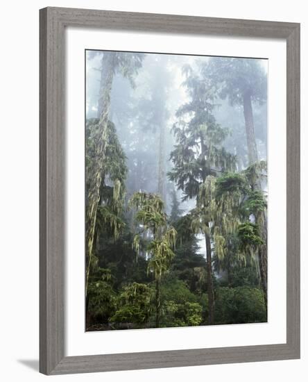 Moss Covered Old Growth Douglas Fir Trees in the Rainforest. Oregon-Christopher Talbot Frank-Framed Photographic Print