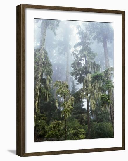 Moss Covered Old Growth Douglas Fir Trees in the Rainforest. Oregon-Christopher Talbot Frank-Framed Photographic Print