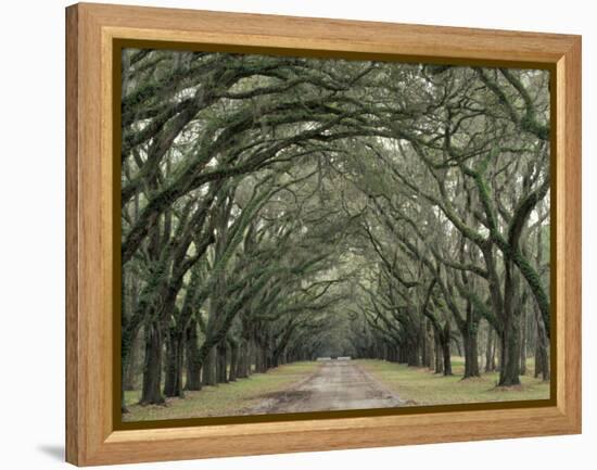 Moss-Covered Plantation Trees, Charleston, South Carolina, USA-Adam Jones-Framed Premier Image Canvas