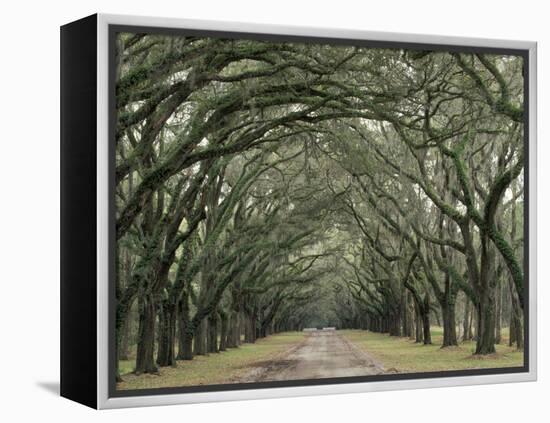 Moss-Covered Plantation Trees, Charleston, South Carolina, USA-Adam Jones-Framed Premier Image Canvas