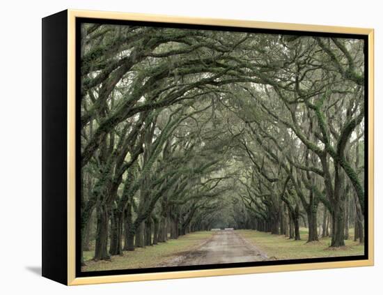Moss-Covered Plantation Trees, Charleston, South Carolina, USA-Adam Jones-Framed Premier Image Canvas