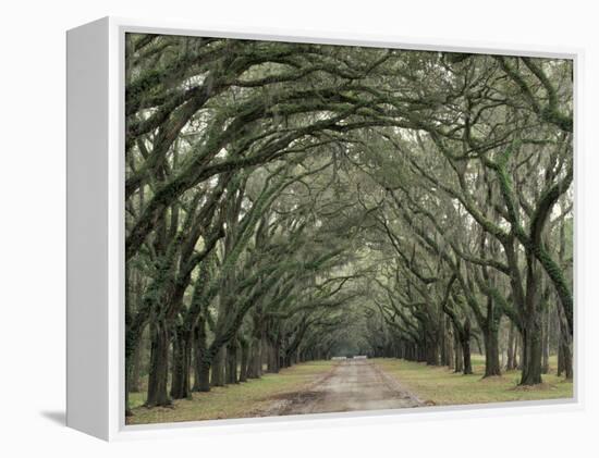 Moss-Covered Plantation Trees, Charleston, South Carolina, USA-Adam Jones-Framed Premier Image Canvas