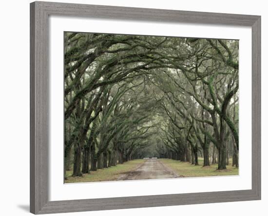 Moss-Covered Plantation Trees, Charleston, South Carolina, USA-Adam Jones-Framed Premium Photographic Print