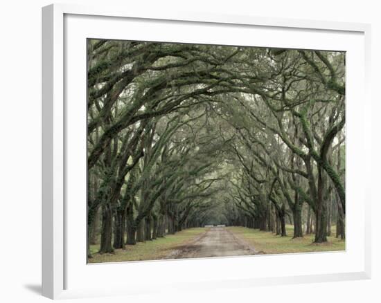 Moss-Covered Plantation Trees, Charleston, South Carolina, USA-Adam Jones-Framed Premium Photographic Print