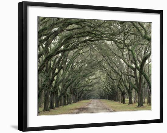 Moss-Covered Plantation Trees, Charleston, South Carolina, USA-Adam Jones-Framed Premium Photographic Print