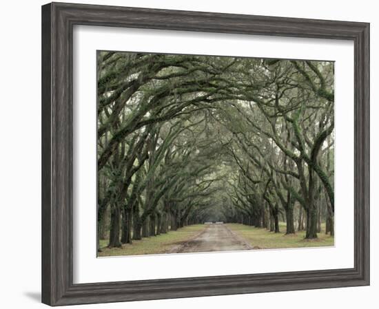 Moss-Covered Plantation Trees, Charleston, South Carolina, USA-Adam Jones-Framed Photographic Print