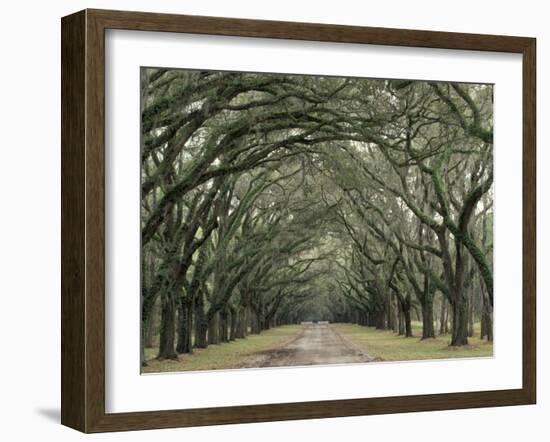 Moss-Covered Plantation Trees, Charleston, South Carolina, USA-Adam Jones-Framed Photographic Print