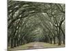 Moss-Covered Plantation Trees, Charleston, South Carolina, USA-Adam Jones-Mounted Photographic Print