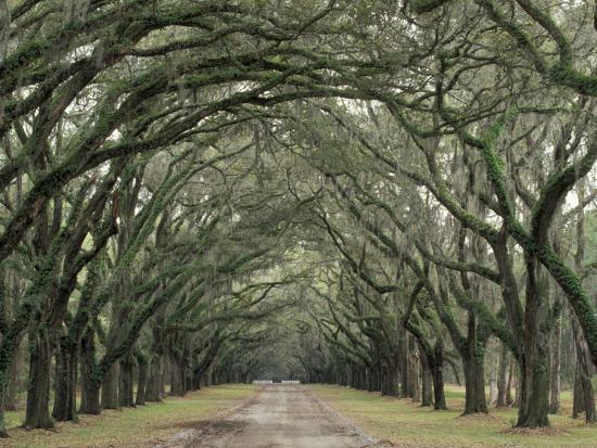 moss covered plantation trees
