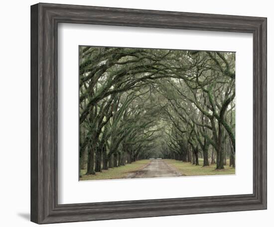 Moss-Covered Plantation Trees, Charleston, South Carolina, USA-Adam Jones-Framed Photographic Print