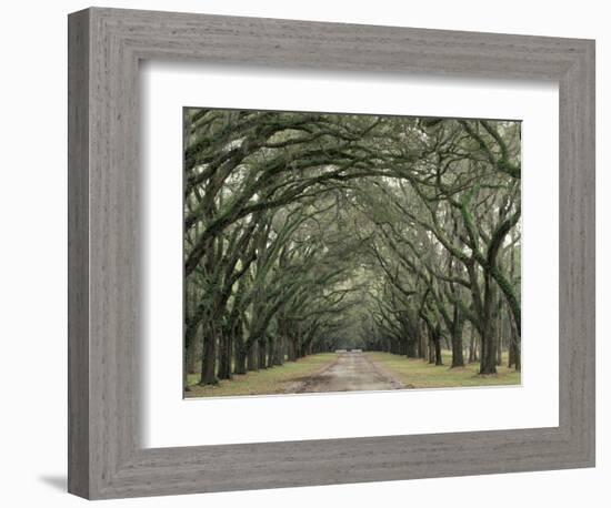 Moss-Covered Plantation Trees, Charleston, South Carolina, USA-Adam Jones-Framed Photographic Print