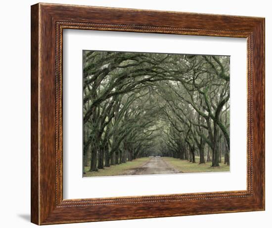 Moss-Covered Plantation Trees, Charleston, South Carolina, USA-Adam Jones-Framed Photographic Print