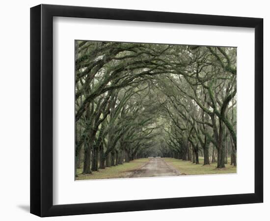 Moss-Covered Plantation Trees, Charleston, South Carolina, USA-Adam Jones-Framed Photographic Print