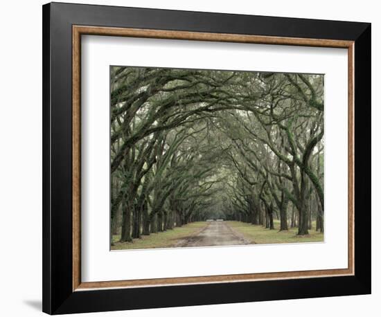 Moss-Covered Plantation Trees, Charleston, South Carolina, USA-Adam Jones-Framed Photographic Print
