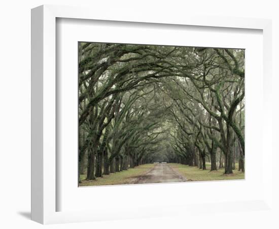 Moss-Covered Plantation Trees, Charleston, South Carolina, USA-Adam Jones-Framed Photographic Print