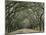 Moss-Covered Plantation Trees, Charleston, South Carolina, USA-Adam Jones-Mounted Photographic Print