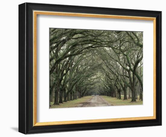 Moss-Covered Plantation Trees, Charleston, South Carolina, USA-Adam Jones-Framed Photographic Print