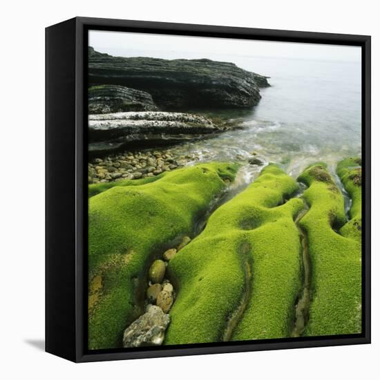 Moss Covered Rocks on Beach in Japan-Micha Pawlitzki-Framed Premier Image Canvas