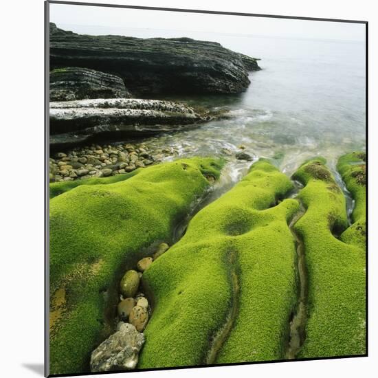 Moss Covered Rocks on Beach in Japan-Micha Pawlitzki-Mounted Photographic Print