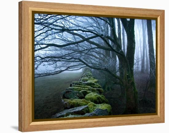 Moss Covered Stone Wall and Trees in Dense Fog-Tommy Martin-Framed Premier Image Canvas