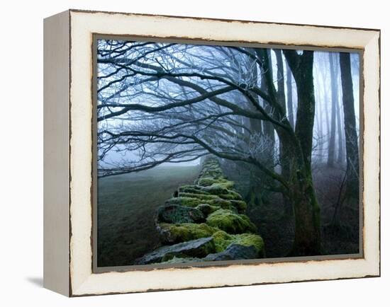 Moss Covered Stone Wall and Trees in Dense Fog-Tommy Martin-Framed Premier Image Canvas