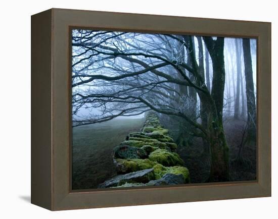 Moss Covered Stone Wall and Trees in Dense Fog-Tommy Martin-Framed Premier Image Canvas