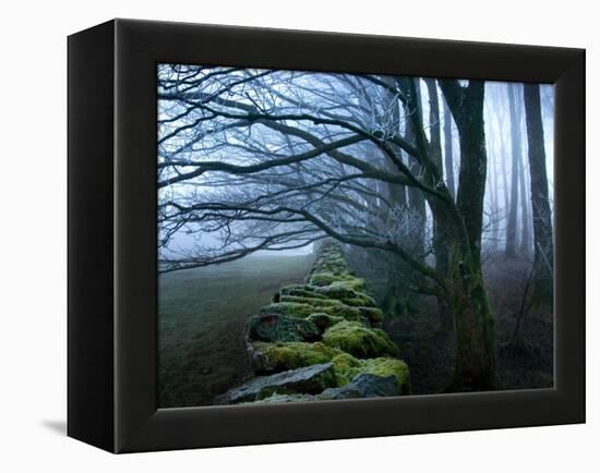 Moss Covered Stone Wall and Trees in Dense Fog-Tommy Martin-Framed Premier Image Canvas