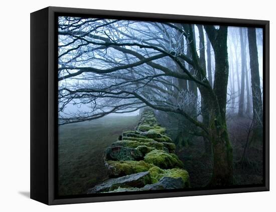 Moss Covered Stone Wall and Trees in Dense Fog-Tommy Martin-Framed Premier Image Canvas