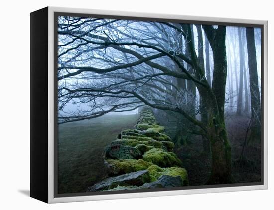 Moss Covered Stone Wall and Trees in Dense Fog-Tommy Martin-Framed Premier Image Canvas