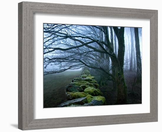 Moss Covered Stone Wall and Trees in Dense Fog-Tommy Martin-Framed Photographic Print