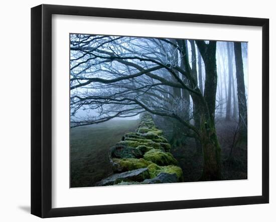 Moss Covered Stone Wall and Trees in Dense Fog-Tommy Martin-Framed Photographic Print