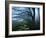 Moss Covered Stone Wall and Trees in Dense Fog-Tommy Martin-Framed Photographic Print