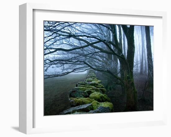 Moss Covered Stone Wall and Trees in Dense Fog-Tommy Martin-Framed Photographic Print