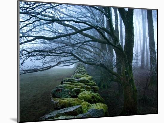 Moss Covered Stone Wall and Trees in Dense Fog-Tommy Martin-Mounted Photographic Print