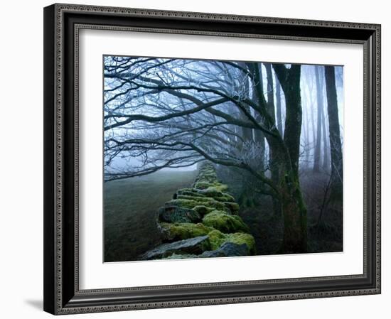 Moss Covered Stone Wall and Trees in Dense Fog-Tommy Martin-Framed Photographic Print