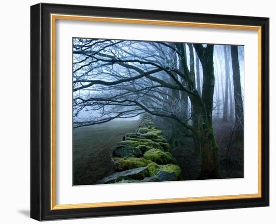 Moss Covered Stone Wall and Trees in Dense Fog-Tommy Martin-Framed Photographic Print