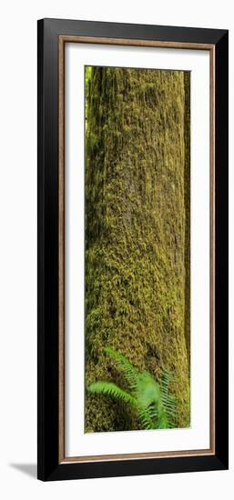 Moss Covered Tree Olympic National Park-Steve Gadomski-Framed Photographic Print