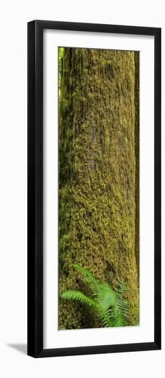 Moss Covered Tree Olympic National Park-Steve Gadomski-Framed Photographic Print