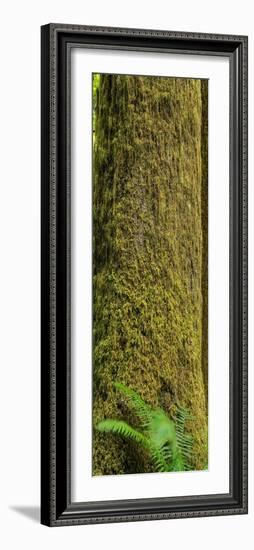 Moss Covered Tree Olympic National Park-Steve Gadomski-Framed Photographic Print